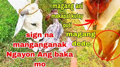 kinantot ang baka|baka .